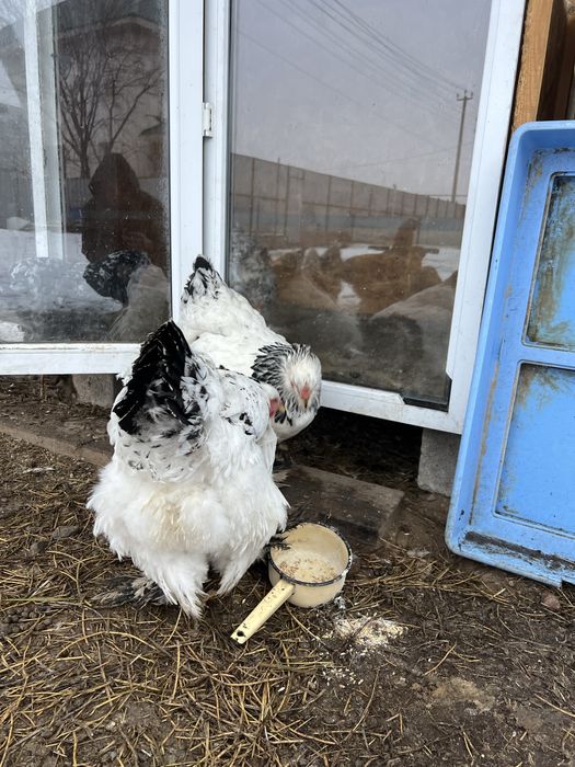 Брам продам узынагаш