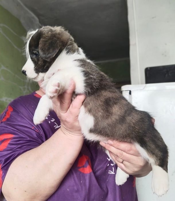 Продаются Щенки вельш корги кардиган