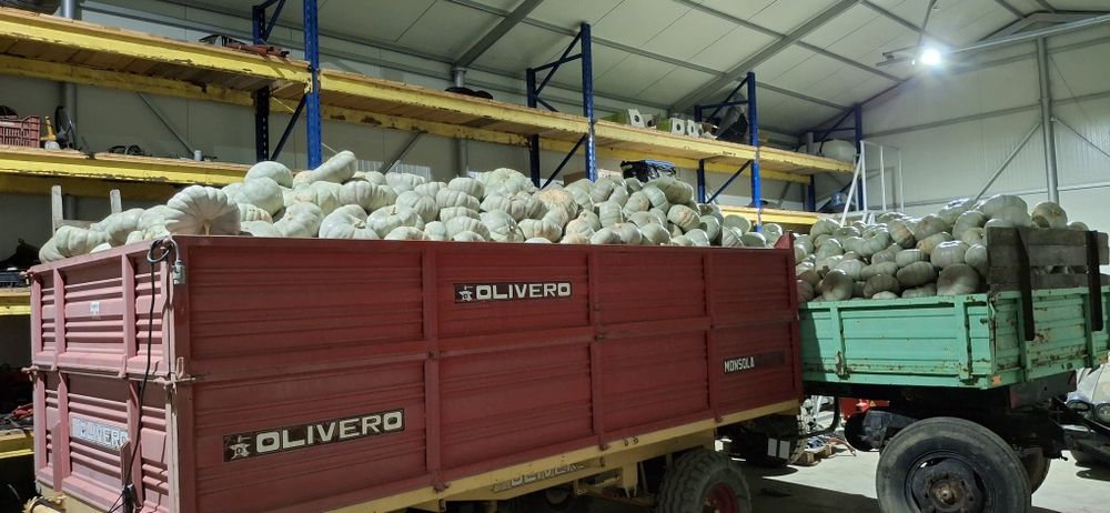 Dovleac pentru copt placinte