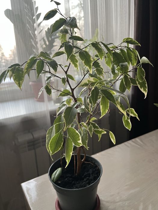 Продам комнатный цветок