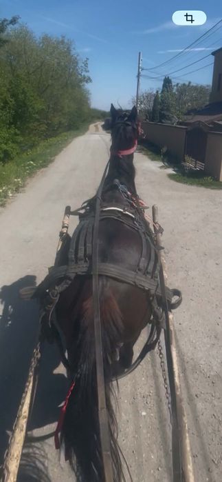 Vând iapa de 6 anii