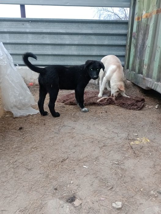 Щенки, отдам бесплатно