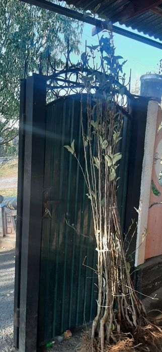 Продам саженцы Яблони