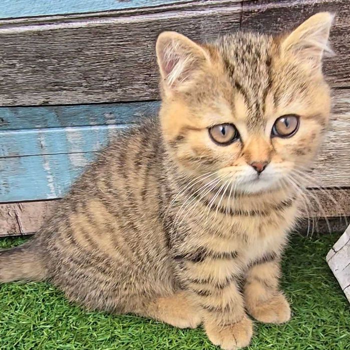 Британски котета с родословие. Чистокръвни котенца