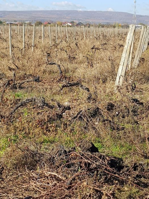 Vand spalieri de vie