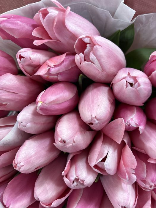 Тюльпан 25000 тенге