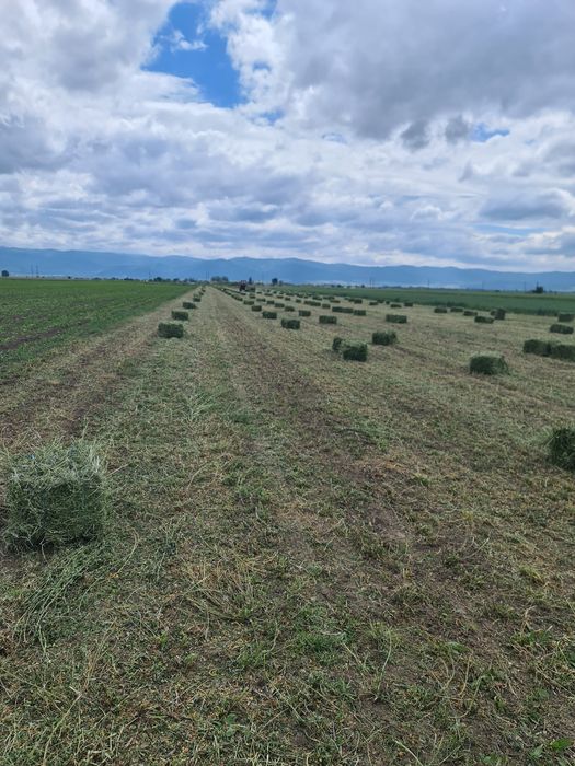 Vand Lucernă și otavă Producție 2024  transport la domiciliu