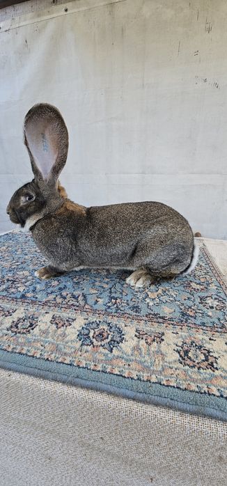 Mascul Urias Gri German F158