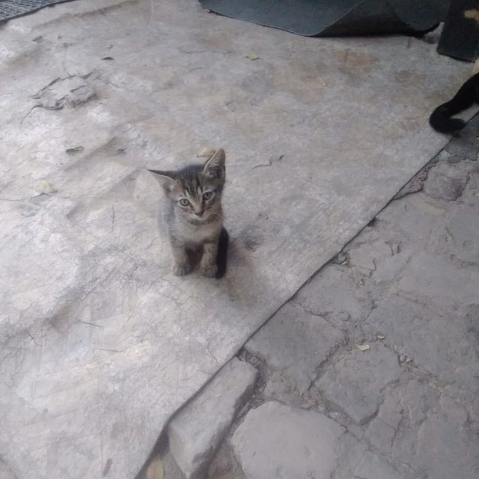 Котёнок ақылды мысық балалары