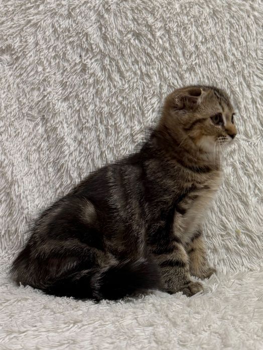Шотландский котик.Скоттиш Документы.
