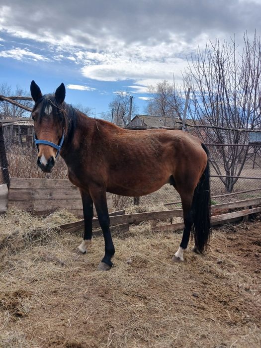 Бие сатылады 4жасар