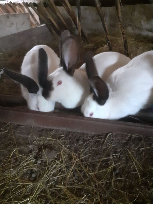 Vând doua iepurite Uriaș de Transilvania