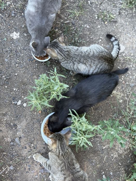 СРОЧНО! Котята ищут дом