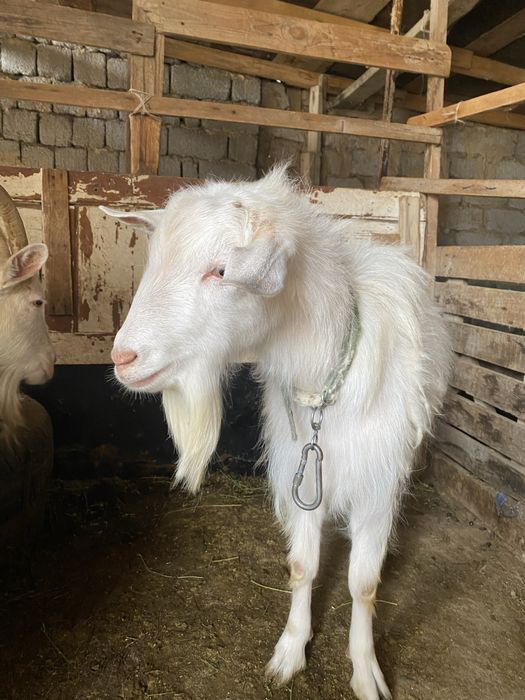 Теке сатылады 1 жасар