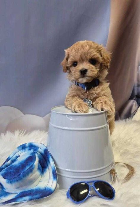 Кученце F1 Toy Maltipoo