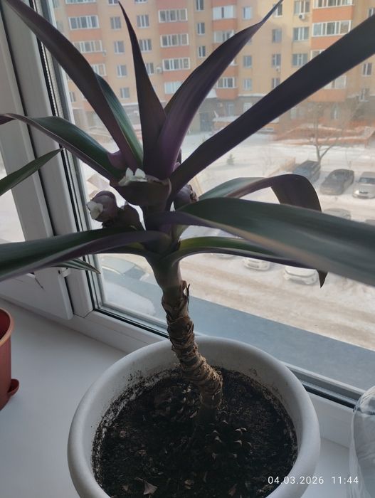 Отдаю цветы пальмы красивые