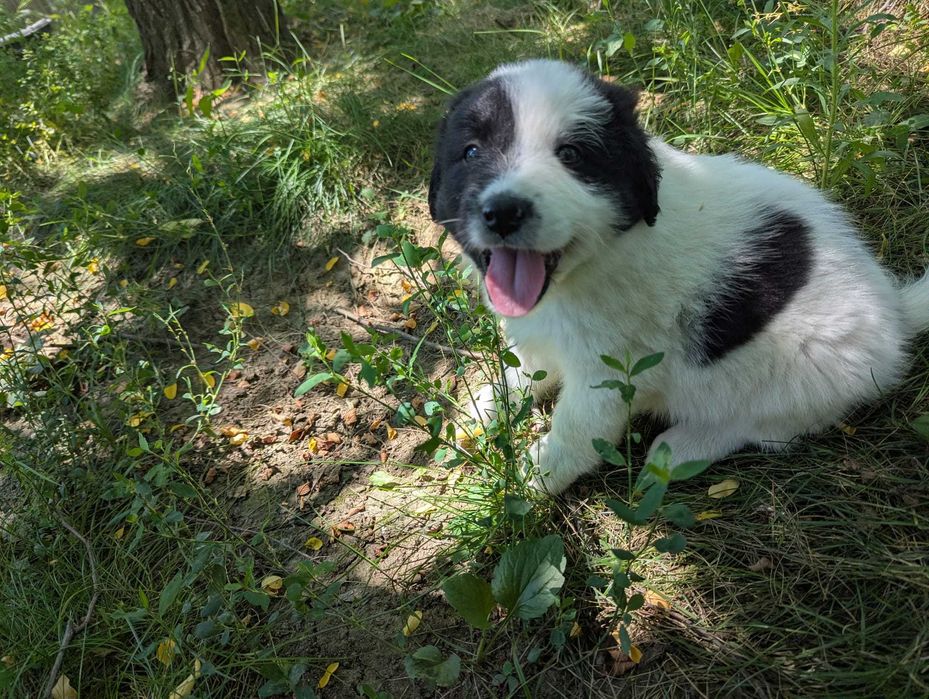 Catei draguti pentru adoptie, Valea Danului, Arges