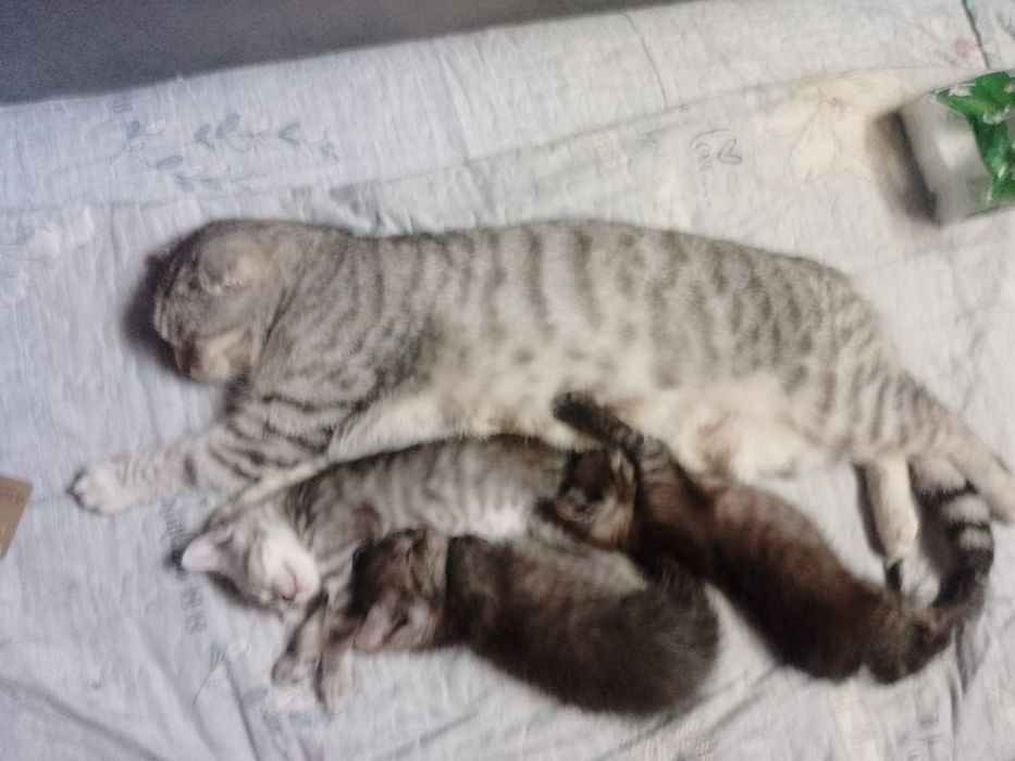 Продаем котят!!!