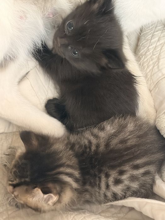 Котята в хорошие руки
