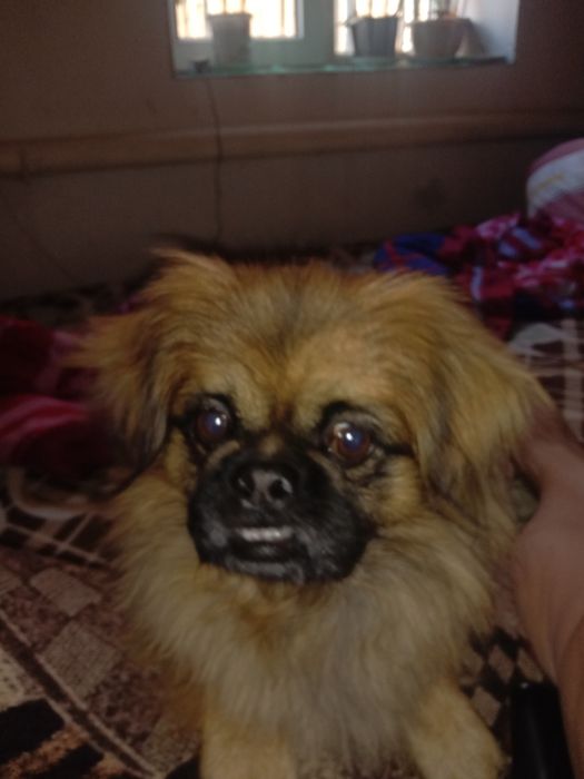 Можем поиметь.  .