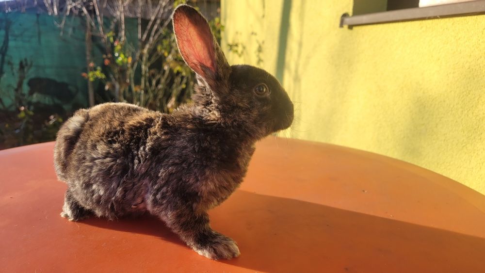 Vând 4 iepurasi Rex tricolor foarte frumosi