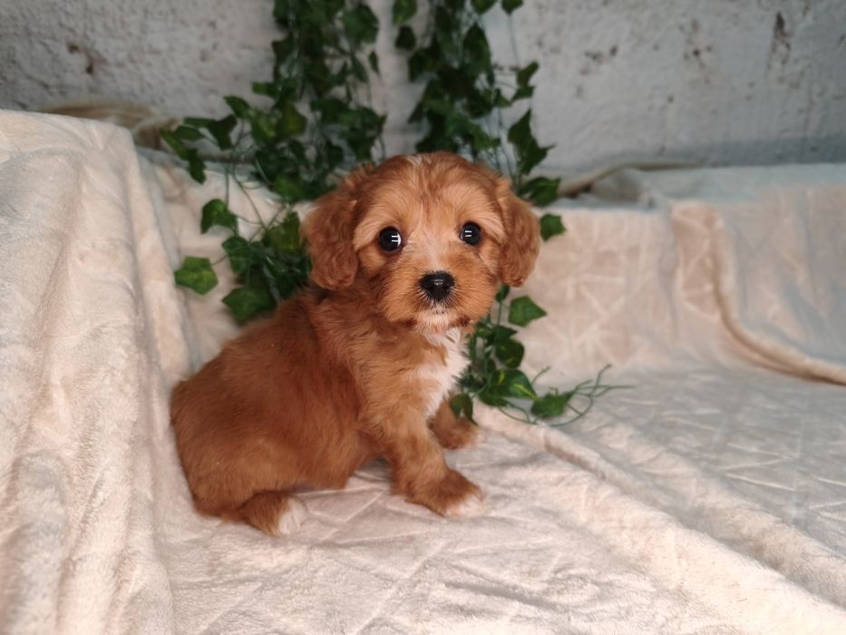 Vand baietel Cavapoo red F1 ( Pasaport)