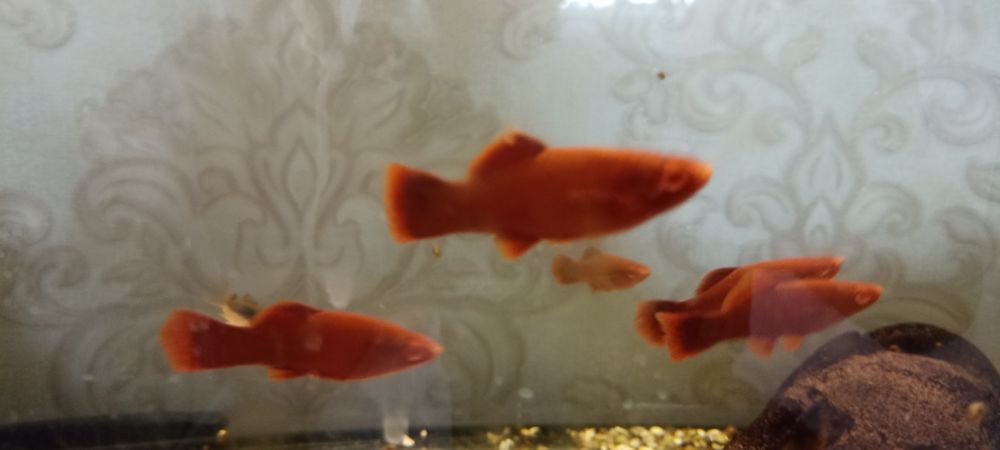 Продам меченосцев рубин