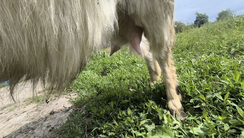 Йиб ичишига кафолат бераман