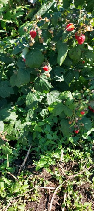 Продам  дачу сад Металург  750 000