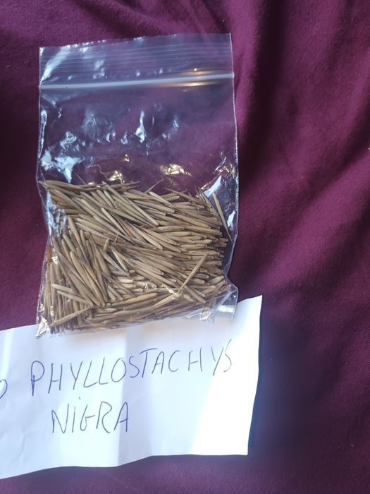 Seminte palmier, bambus moso, phyllostachys,  arundinacea