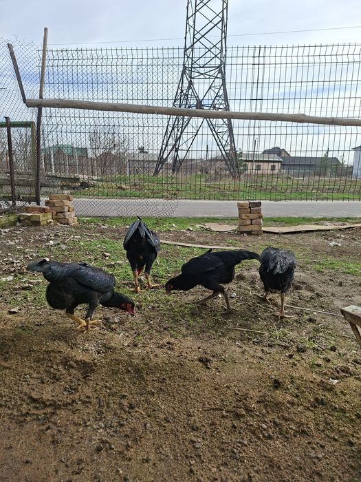 Dakan tovuqla sotiladi yiri narsala