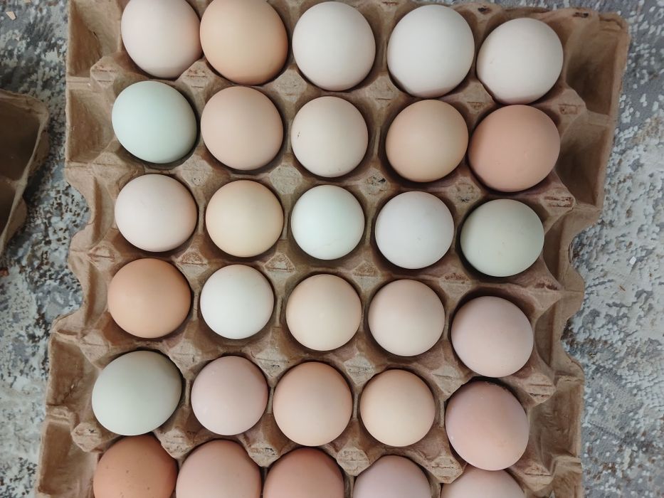 Циплята  Ломанбраун