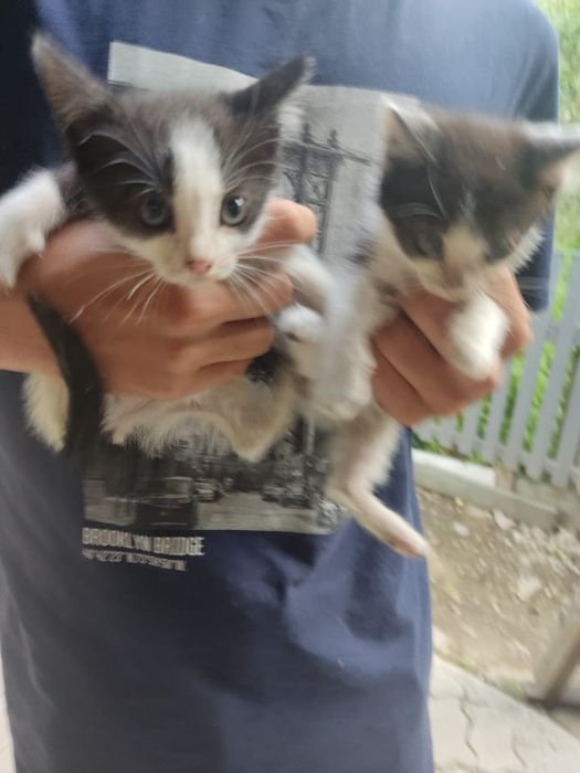 Отдам котят бесплатно