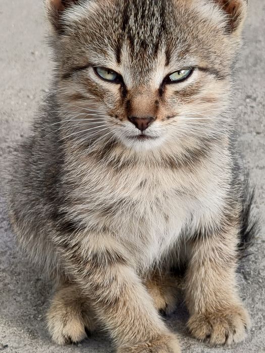 Отдам котят в надёжные руки