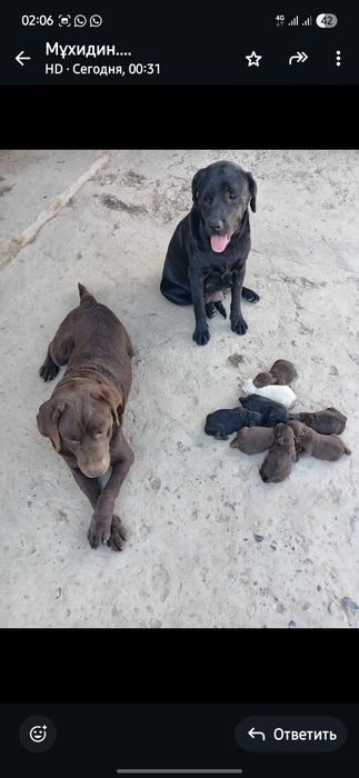 Ит сатылады породи