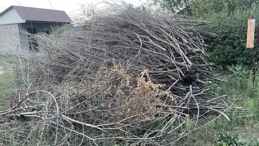 Дрова бесплатно. Отын. Самовывоз