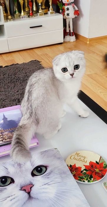 Baiat scottish fold cu pedigree