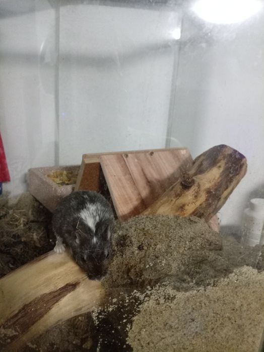 Vând gerbil,veverița mongoleza