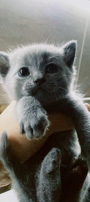 Продаю породу котенков