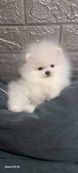 Продаются миниатюрные щенки шпиц