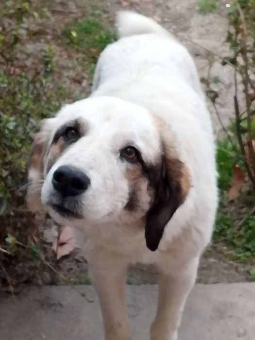 Пристраивается щенок подросткок