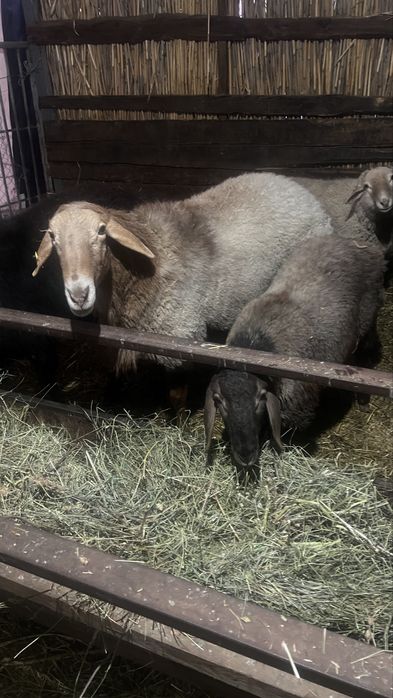 Кошкар гисар