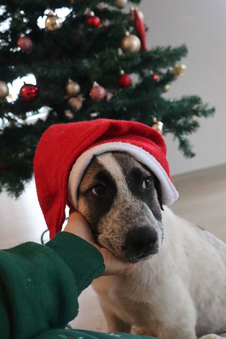 Скъпи mъжки кученце