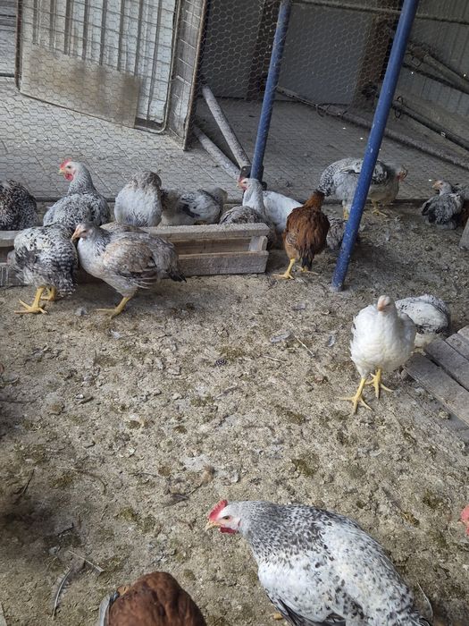 Pui rasa mixtă carne si ouă