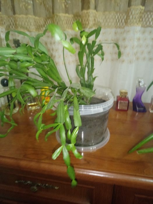 Продам комнатные цветы