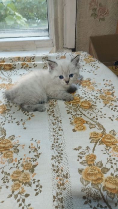 Отдам котят бесплатно