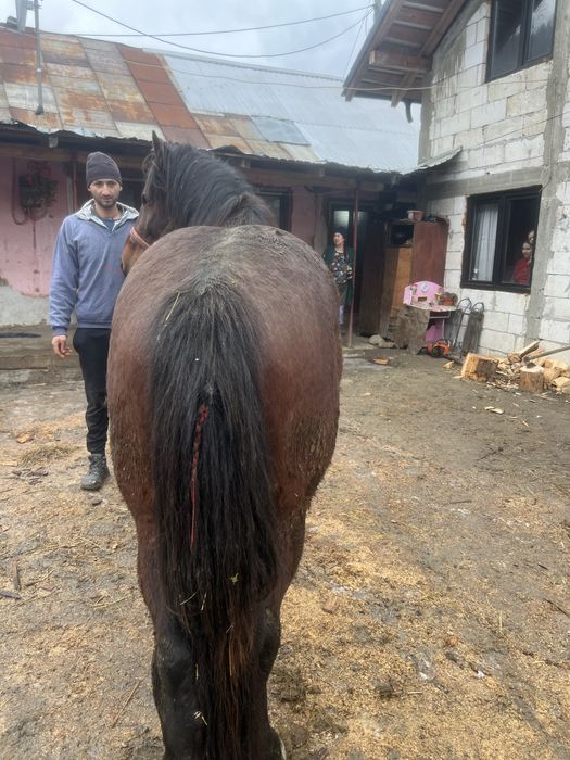 Vand armasar de 3 ani 600kg