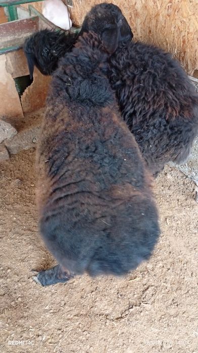 Икита кучкор сотилади бадани семиз соглом хонаки хурон чиройли сифатли