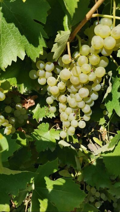 Vand struguri albi de vin