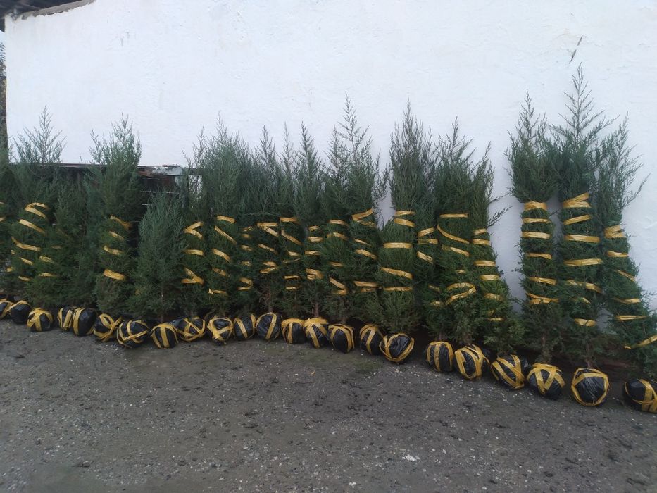 Арчалар бор арзон нархларда келишилган холда сотилади